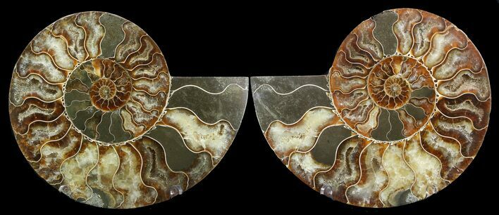 Cut & Polished Ammonite Fossil - Agatized #47722
